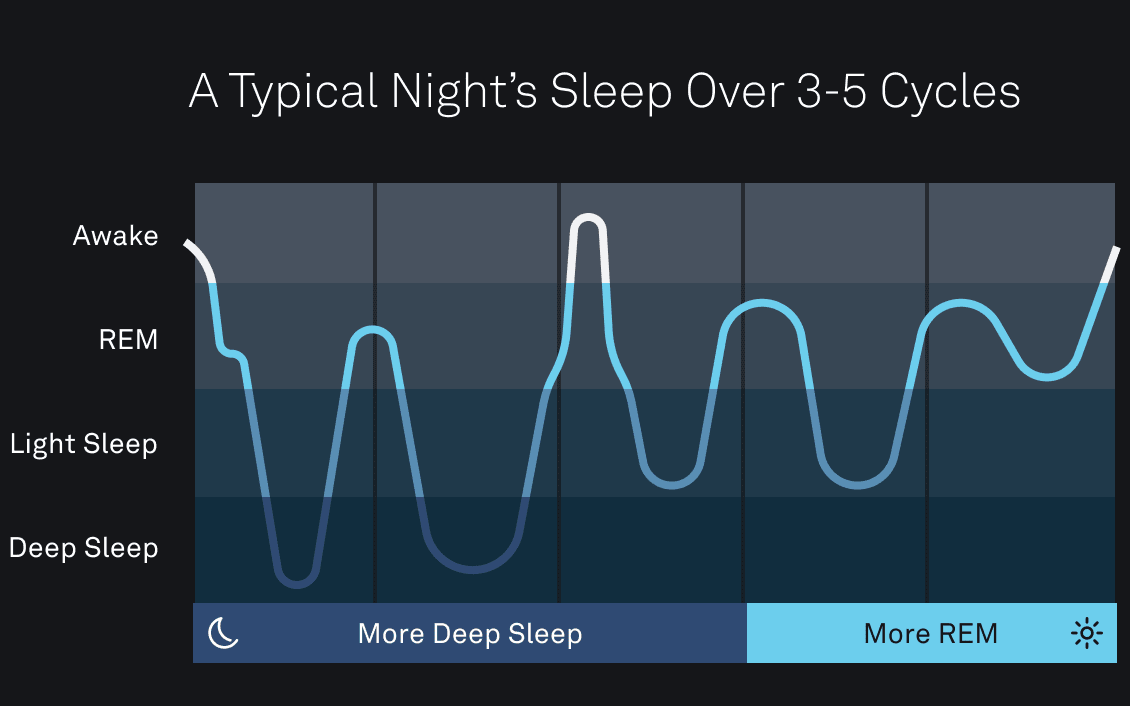a typical night's sleep cycles